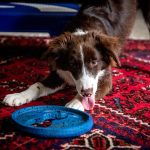 Border Collie liegt vor einer blauen Schleckmatte und nutzt sie zur Beschäftigung