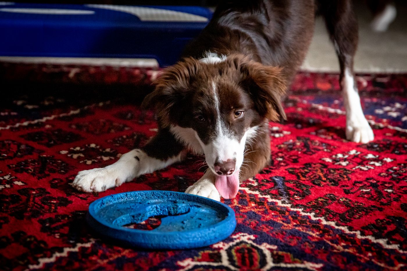 Border Collie lying in front of a blue lick mat using it as enrichment