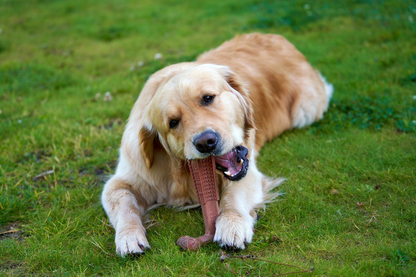 Golden Retriever sdraiato su un prato mentre mastica con calma un lungo articolo da masticare