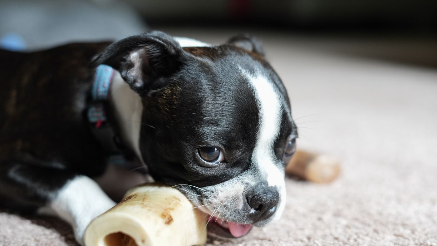 Boston Terrier bianco e nero sdraiato su un tappeto chiaro mentre rosicchia un osso chiaro
