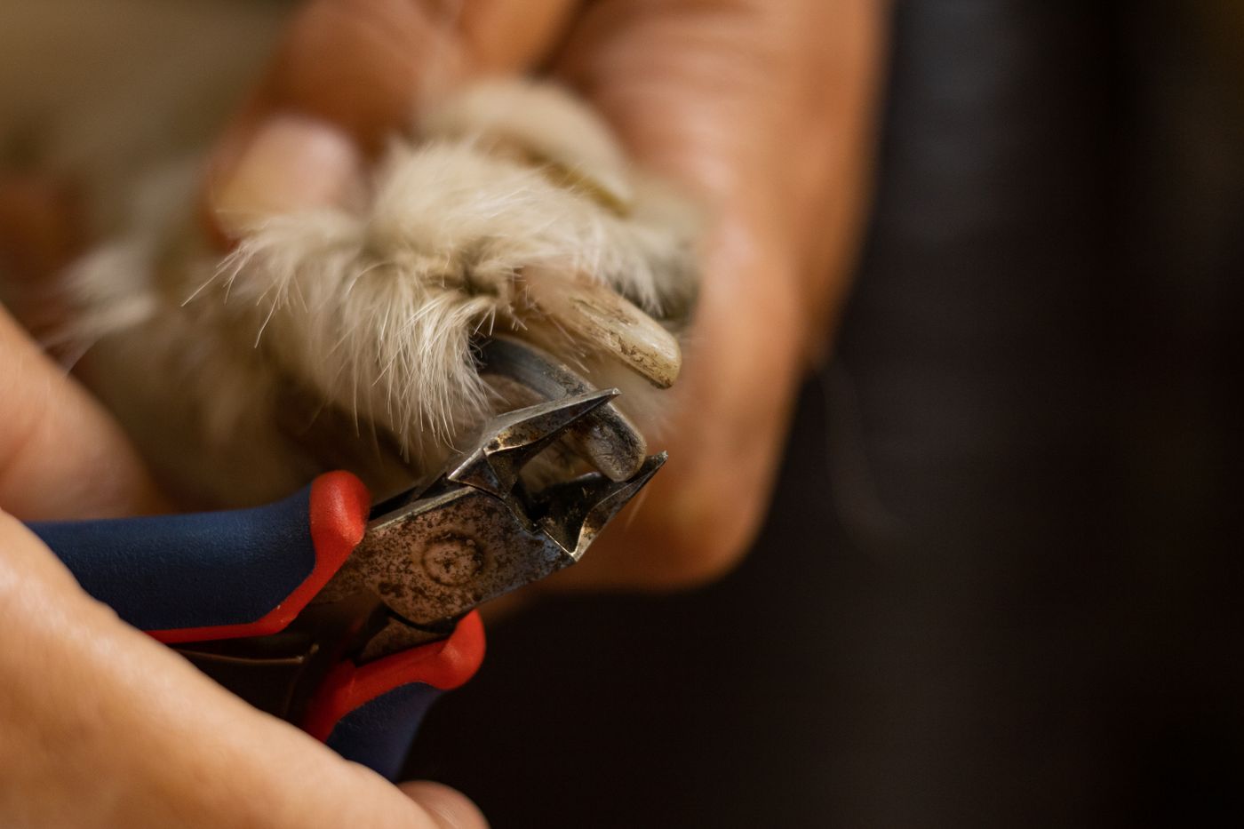 Hundekralle wird mit einer Krallenzange gekürzt