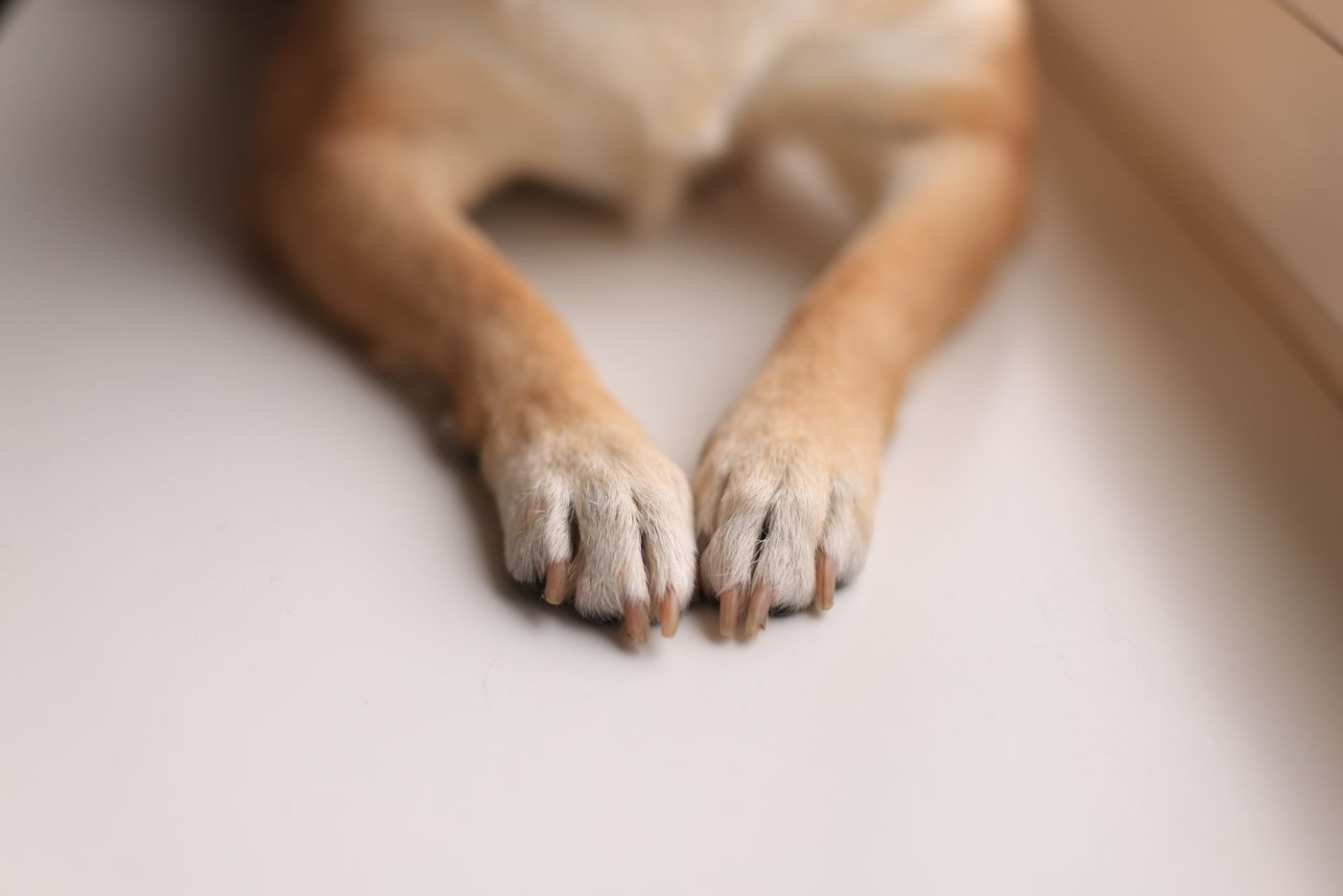 Helle Hundekralle, in der das rosa durchblutete Leben sichtbar ist