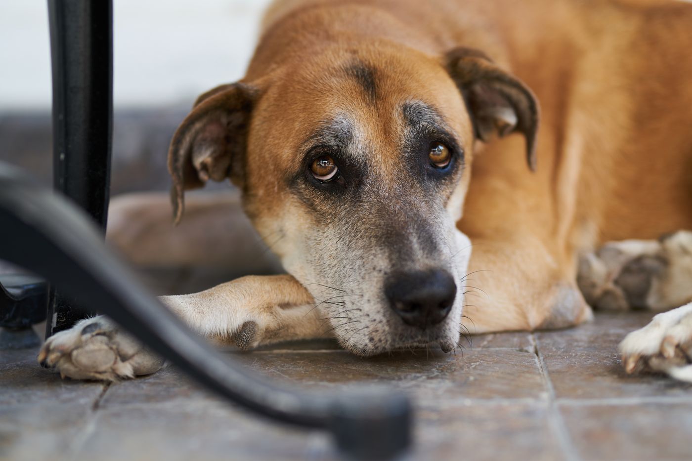 Grand chien age couche detendu sur le sol, posant calmement la tete