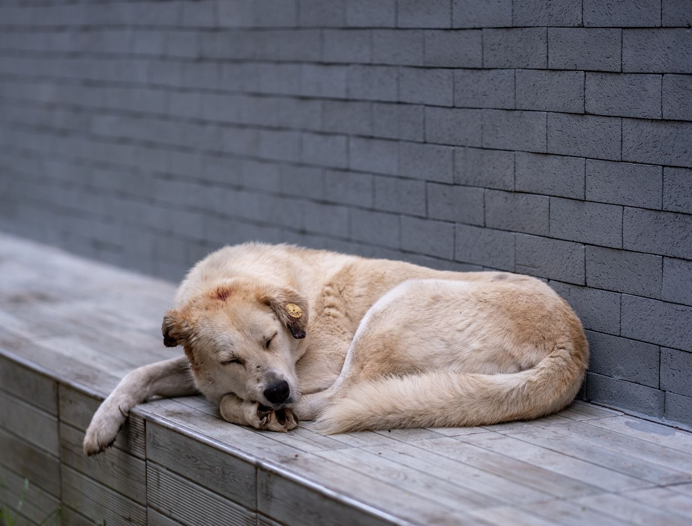 Grand chien clair couche en boule et endormi le long d'un mur gris et calme