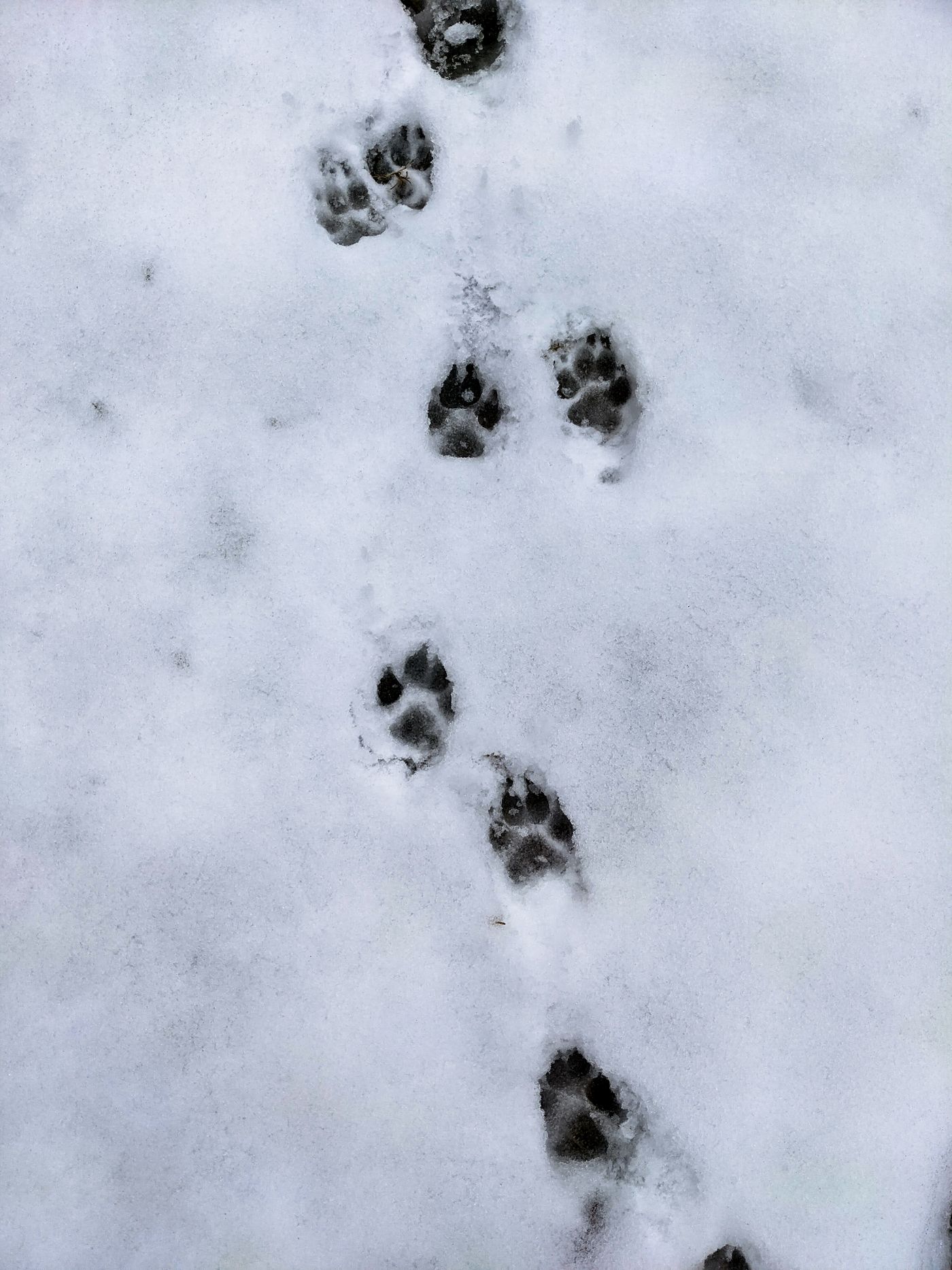 Hondenpootafdrukken vormen een spoor door verse witte sneeuw