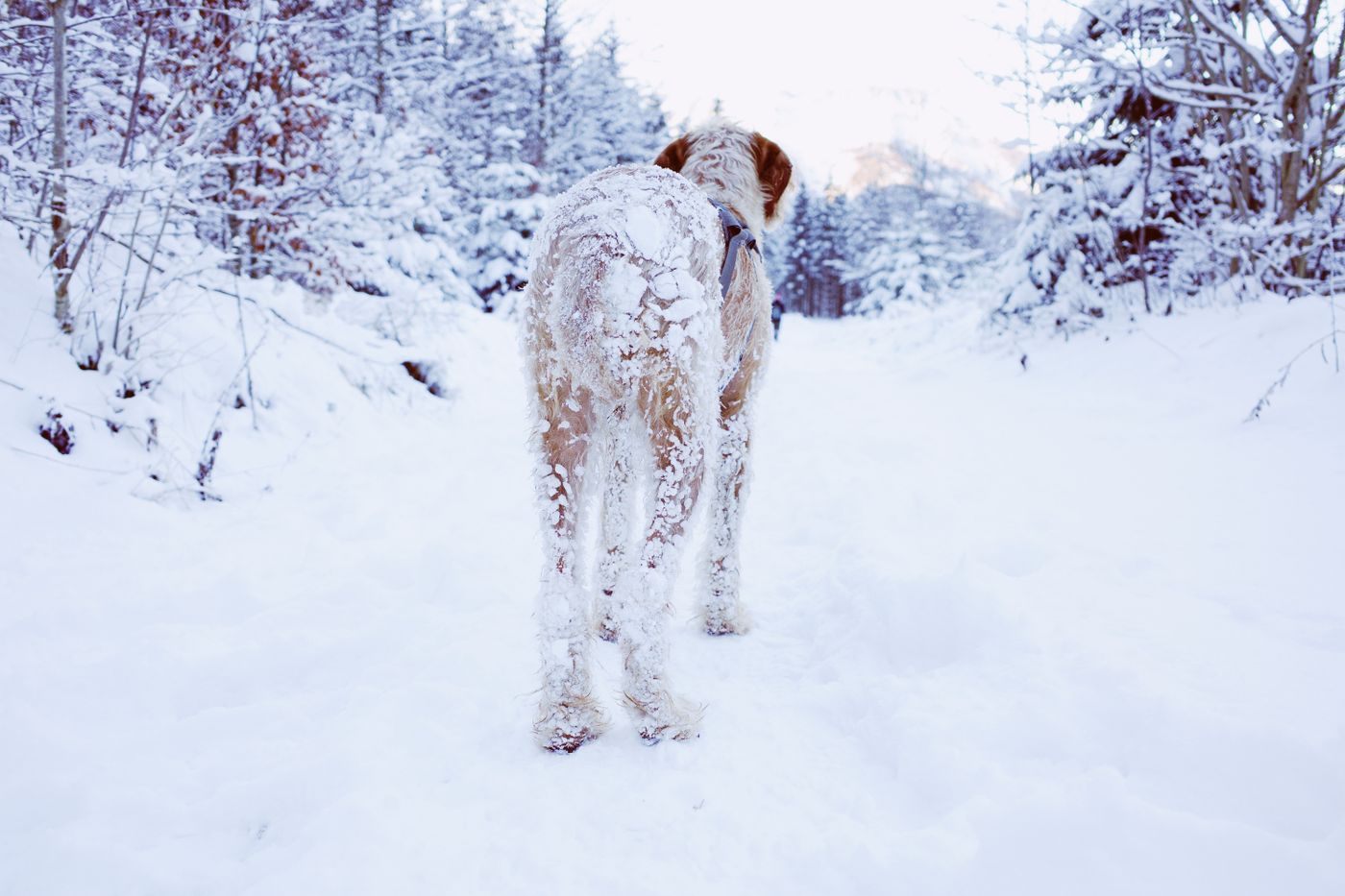 Hond van achteren op een besneeuwd bospad, poten en vacht bedekt met sneeuw