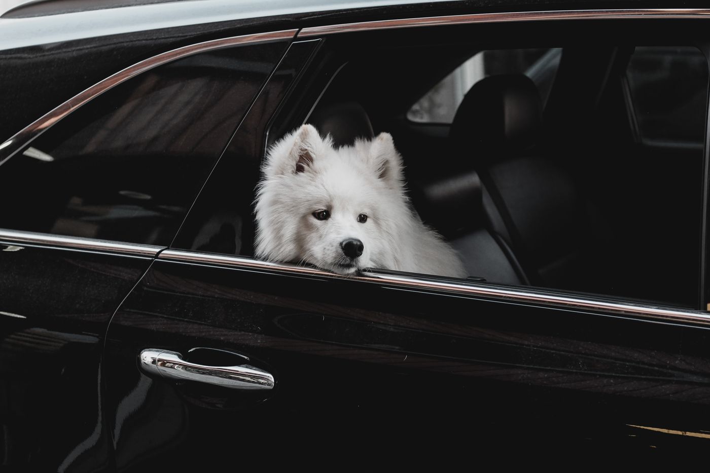 Samoyedo blanco mira tranquilo por la ventanilla abierta de un coche oscuro