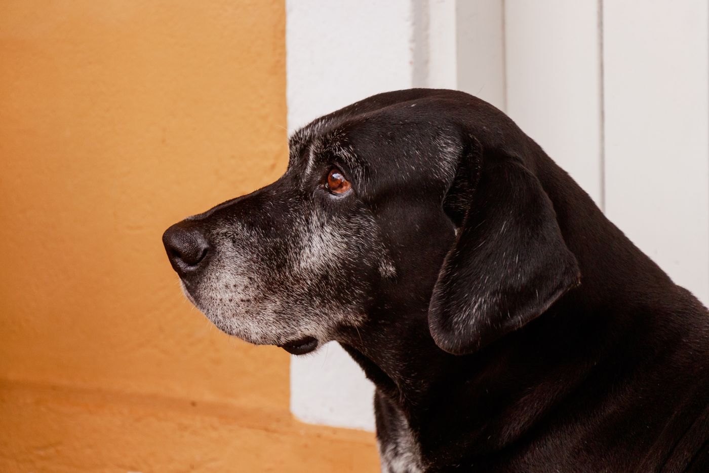 Profilo di un vecchio labrador nero con il muso grigio davanti a una parete chiara