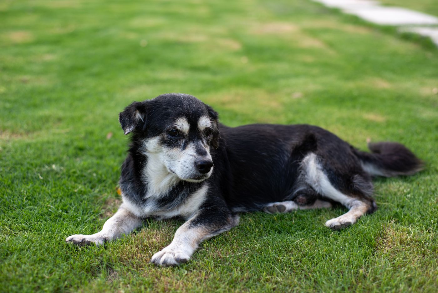 Cane anziano con il muso grigio sdraiato rilassato sul prato