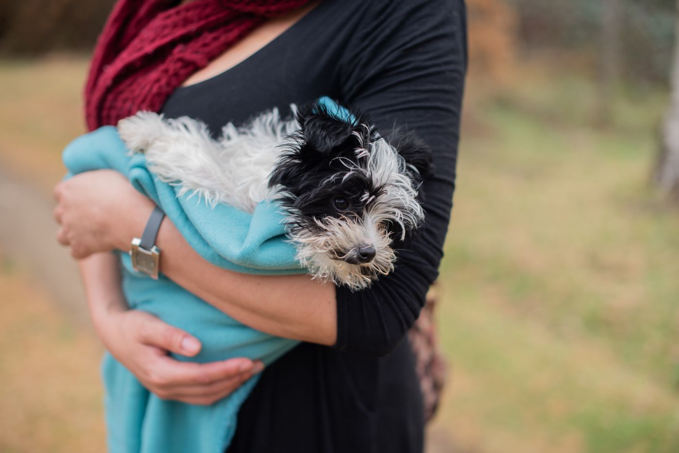 Piccolo cane nero e marrone avvolto in una coperta morbida, guarda attento di lato, luce interna tranquilla