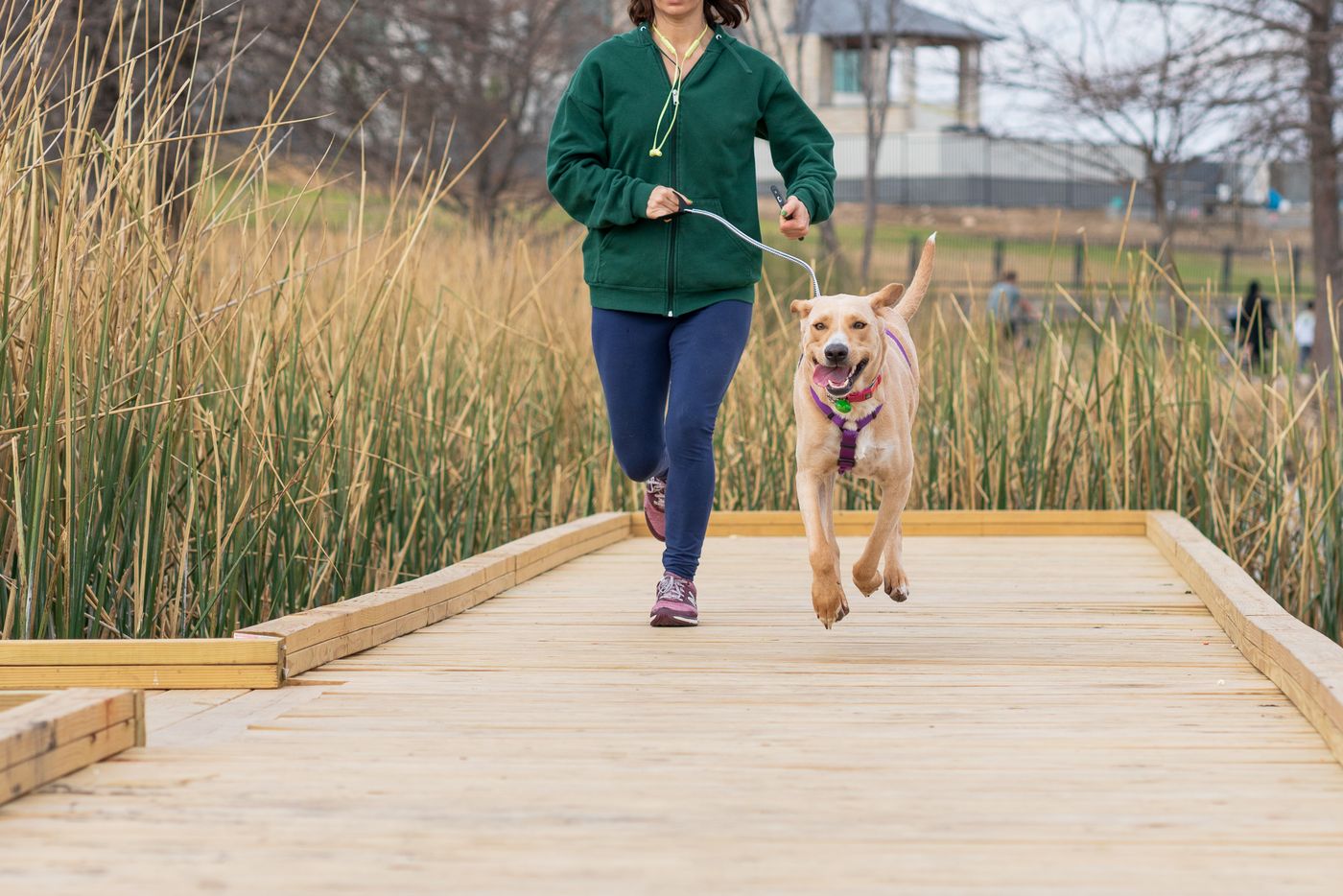 Une femme court en laisse avec un labrador clair sur une passerelle en bois dans un parc