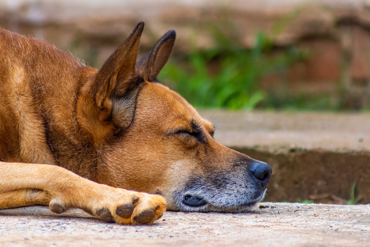 Brown dog sleeping peacefully with closed eyes