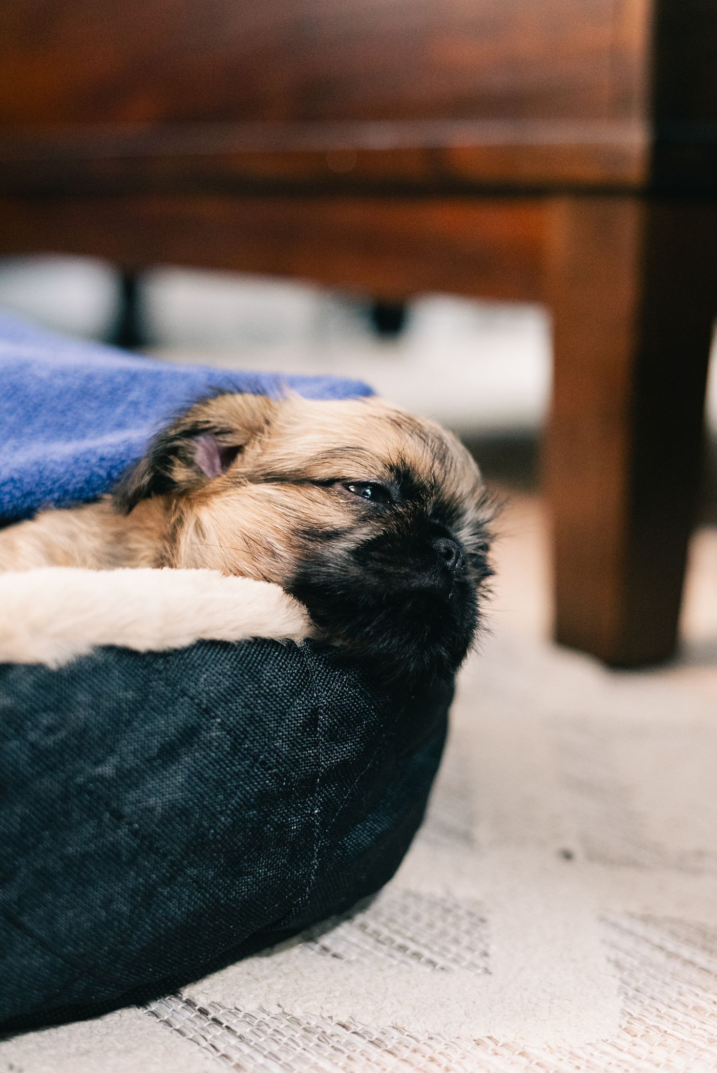 Young puppy resting calmly in a soft dog bed