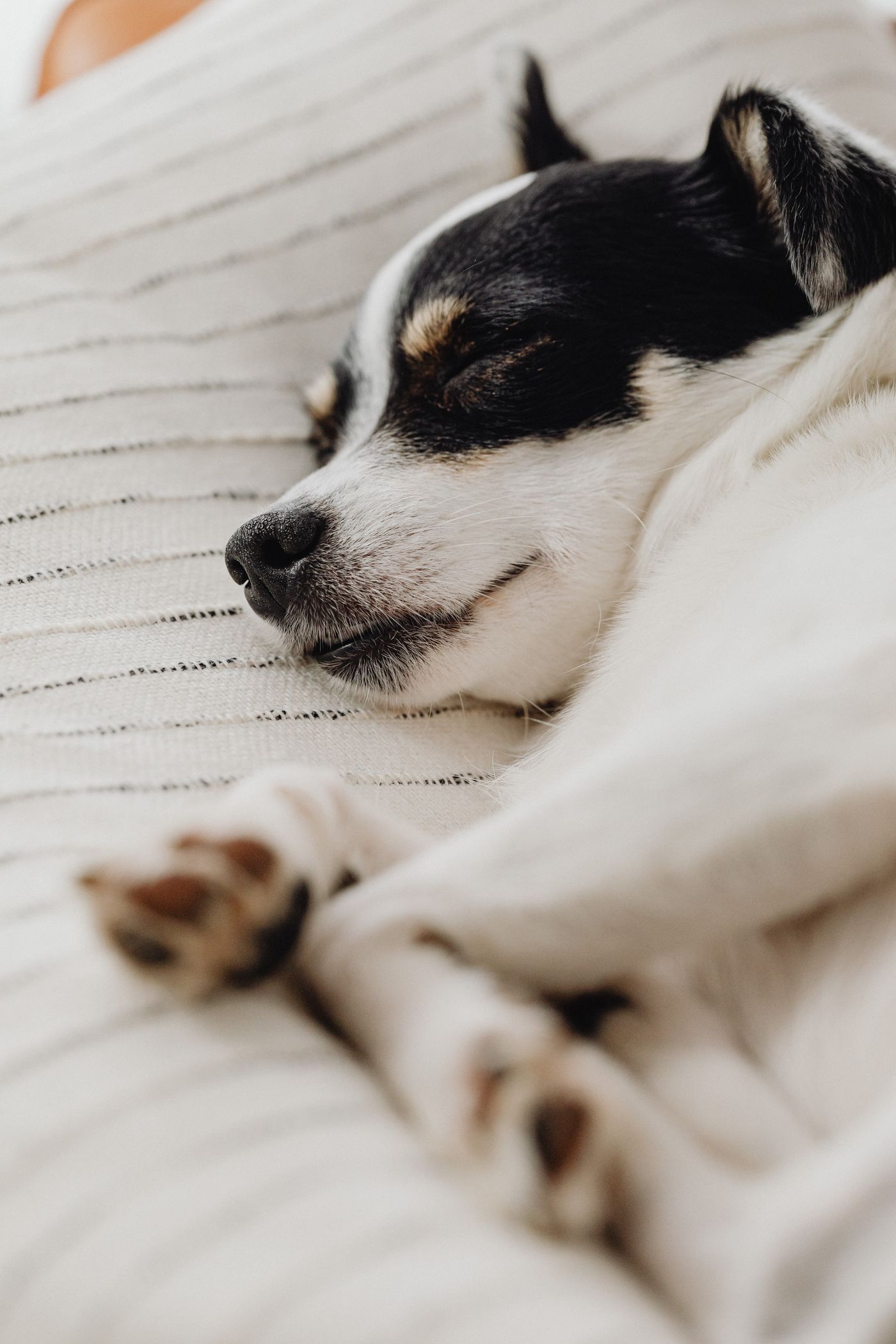 Small black and white dog sleeping curled up on a light blanket