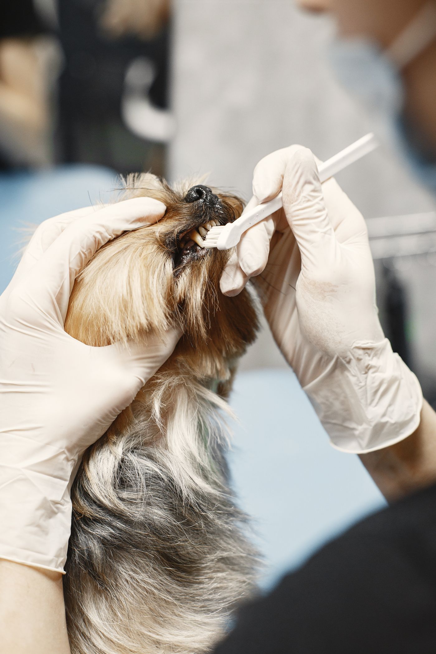 Cane a cui vengono spazzolati i denti con mano guantata e spazzolino