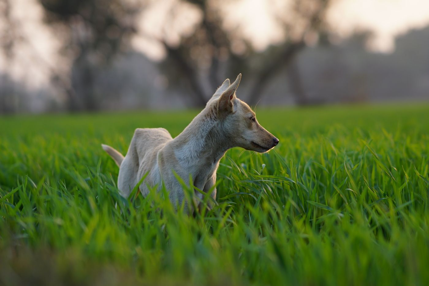 Perro de pelaje claro de perfil, que recorre atento un prado verde a la luz del atardecer